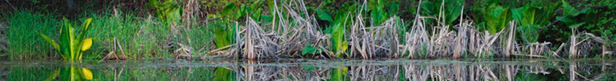 Water in a pond